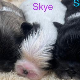 FULL AKC SKYE - White female Pekingese puppy in Hustontown, Pennsylvania from Triple I Pekes