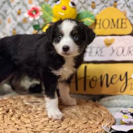 Pasquel - Black tri male Miniature Australian Shepherd puppy in California from Eagle River Aussies