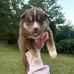 Girl 3 - Red and white female Siberian Husky puppy in Jonesborough, Tennessee from Dry Creek Siberians