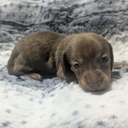 5 Chocolate Based-Cream Brindle - Brindle male Dachshund puppy in Central Point, Oregon from MRS Long Dog Ranch