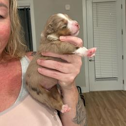 Lotus - Red merle female Miniature Australian Shepherd puppy in Pinnacle, North Carolina from Higher Elevations Mini Aussies