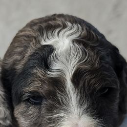 Aussiedoodles, Bernedoodles, Cavapoos, Goldendoodles, and Poodles from Southern Utah Doodles & Poodles