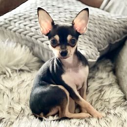 Chihuahua Puppies from Jersey’s Tiny Tails Chihuahuas