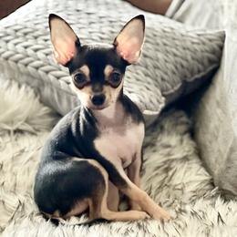 Chihuahua Puppies from Jersey’s Tiny Tails Chihuahuas