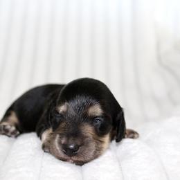 Vivienne (small) - Black and cream female Dachshund puppy in Fairfax, Iowa from Grayson’s Lovable Dachshunds