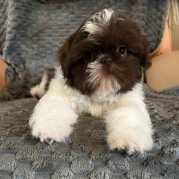 Boy 2 - Liver and white male Shih Tzu puppy in Dallas, Texas from A Sassy Soul Shih-Tzu