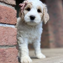 Bernedoodle Puppies from Cairn Ridge Doodles