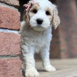 Bernedoodle Puppies from Cairn Ridge Doodles
