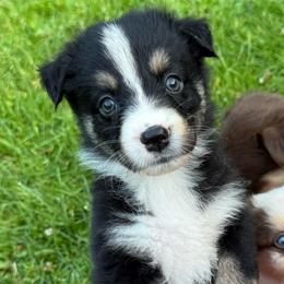 Fry - Black tri-color female Australian Shepherd puppy in Altmar, New York from E&C Australian Shepherds