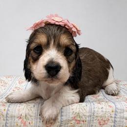 Briar - Piebald female Dachshund puppy in Pulaski, Tennessee from Billboard Doxies