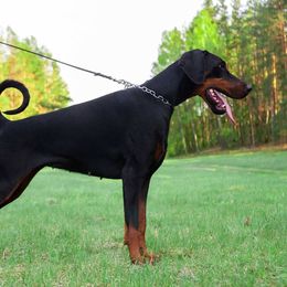 Gold Creed Assai - Doberman Pinscher