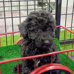 Divine - Black female Poodle puppy in Neosho, Missouri from Star Light Pups