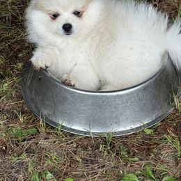 Jimmy - Red and white male Pomsky puppy in Scandinavia, Wisconsin from Bonnie’s Little Fluffys