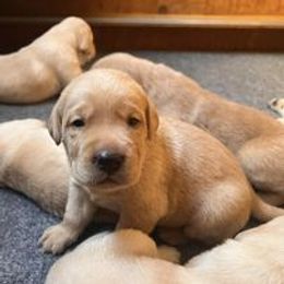 Labrador Retrievers from Bella Rancho Suzanna