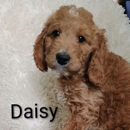 Daisy - Red  female Goldendoodle puppy in Marion County, Ohio from Hatten Homestead Kennels