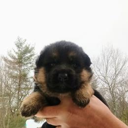 Female Puppy 2 - Black and red female German Shepherd puppy in Pocono Ranch Lands, Pennsylvania from Vom Haus Pharoah German Shepherd