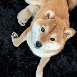 Shiba Inu puppies from K-Bar Shibas