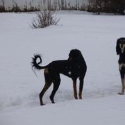 Saluki All Grown Up from Shasei