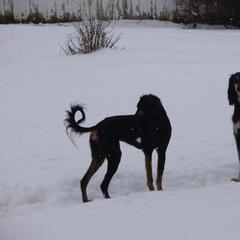 Saluki All Grown Up from Shasei