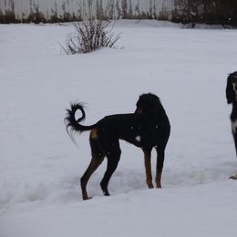 Saluki All Grown Up from Shasei