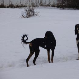 Saluki All Grown Up from Shasei