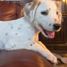 Kovu (LUA Lemon Longcoat) - White and lemon male Dalmatian puppy in Salem, Missouri from Paradise Spots Dalmatians