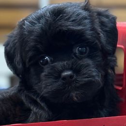 Dougan - Black male Yorkipoo puppy in Lebanon, Kentucky from Mosaic Merle Doodles