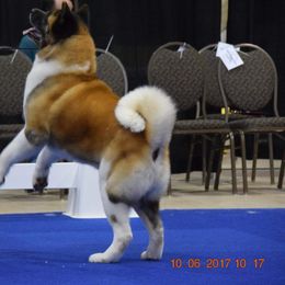 Akita All Grown Up from Komai Akitas