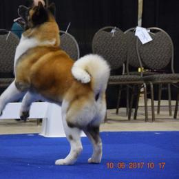 Akita All Grown Up from Komai Akitas