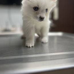 Pomsky Puppies from Peekaboo Pomskies