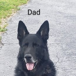 German Shepherd Puppies from Elaina's German Shepherds