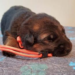 Orange Girl - Black and red female German Shepherd puppy in Longview, Washington from Bunkerhill Shepherds