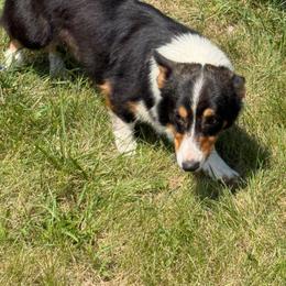 Barney - Black and tan male American Corgi puppy in Heyworth, Illinois from Schumaker Corgis
