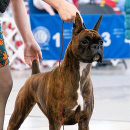 Skye - Boxer