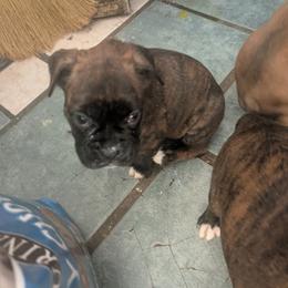 Yellow - Brindle female Boxer puppy in Titusville, Pennsylvania from Perry Hill Bullies