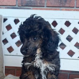 Sable Girl - Sable female Poodle puppy in Cypress Inn, Tennessee from Nine Pines Poodles