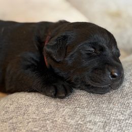 Girl 3 - Lola (pink collar) - Labrador Retriever puppy from Front Range Labradors LLC
