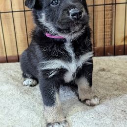 Lapponian Herder Puppies from Maalattu Koirankoppi Lapponian Herders