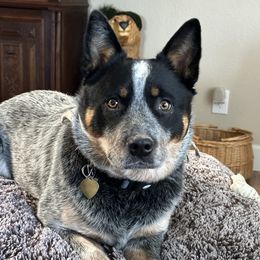 Belle - Australian Cattle Dog