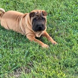 Black collar - Red fawn male Chinese Shar-Pei puppy in Elkin, North Carolina from Martini Shar-Pei