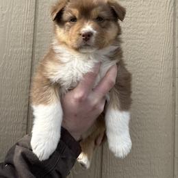 Velvet - Red tri-color female Australian Shepherd puppy in Selah, Washington from Bear Creek Aussies