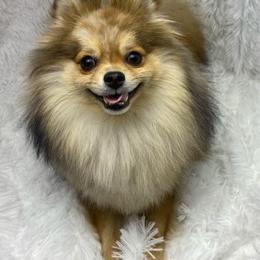 Koda - Orange male Pomeranian puppy in Westminster, Colorado from VanityPom’s