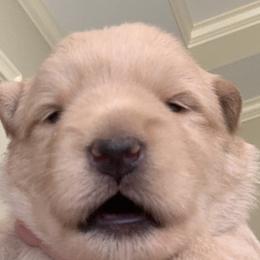 Scottish Terrier Puppies from Gina Smith