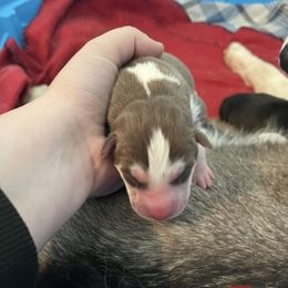 Girl 3 - Siberian Husky puppy in Edinburg, Virginia from Mountain River Huskies