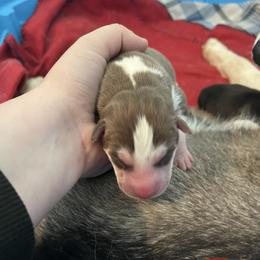 Girl 3 - Siberian Husky puppy in Edinburg, Virginia from Mountain River Huskies