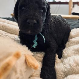 Blue boy, Cody - Black male Poodle puppy in Gainesville, Georgia from Rose’s Goldendoodles & Standard Poodles