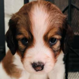 Boq Boy - White and red male Nederlandse Kooikerhondje puppy in Gainesville, Florida from Ambermoon Kooikerhondje Blackamber Greater Swiss Mountain Dogs