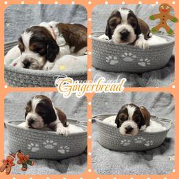 Gingerbread (now Arlo) - Liver white and roan male English Springer Spaniel puppy in Westover, Maryland from Sterling's springer Haven