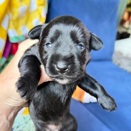 Drosselmeyer Ready Christmas Day - Black male Miniature Schnauzer puppy in Temple, Texas from Schnauzers Of Taylor