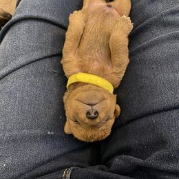 Schnoodle Puppies from Noodle Tings Puppies